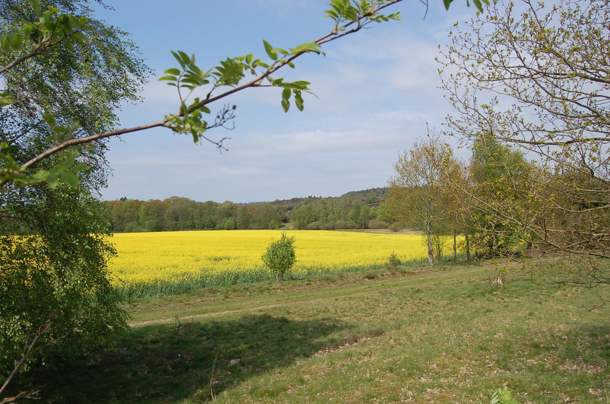Haus Heidetal Bed & Breakfast Bispingen Exterior foto